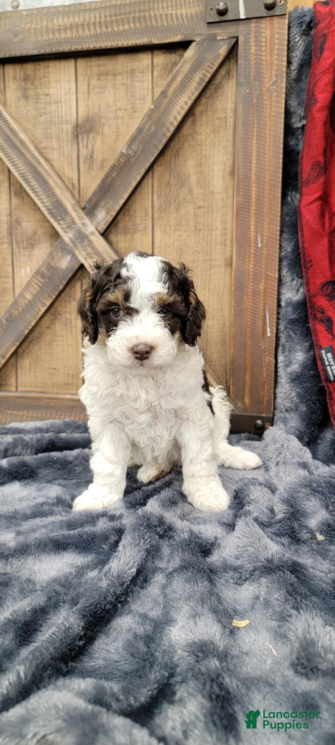 Cockapoo dogs for sale: Sonny - Ad 6