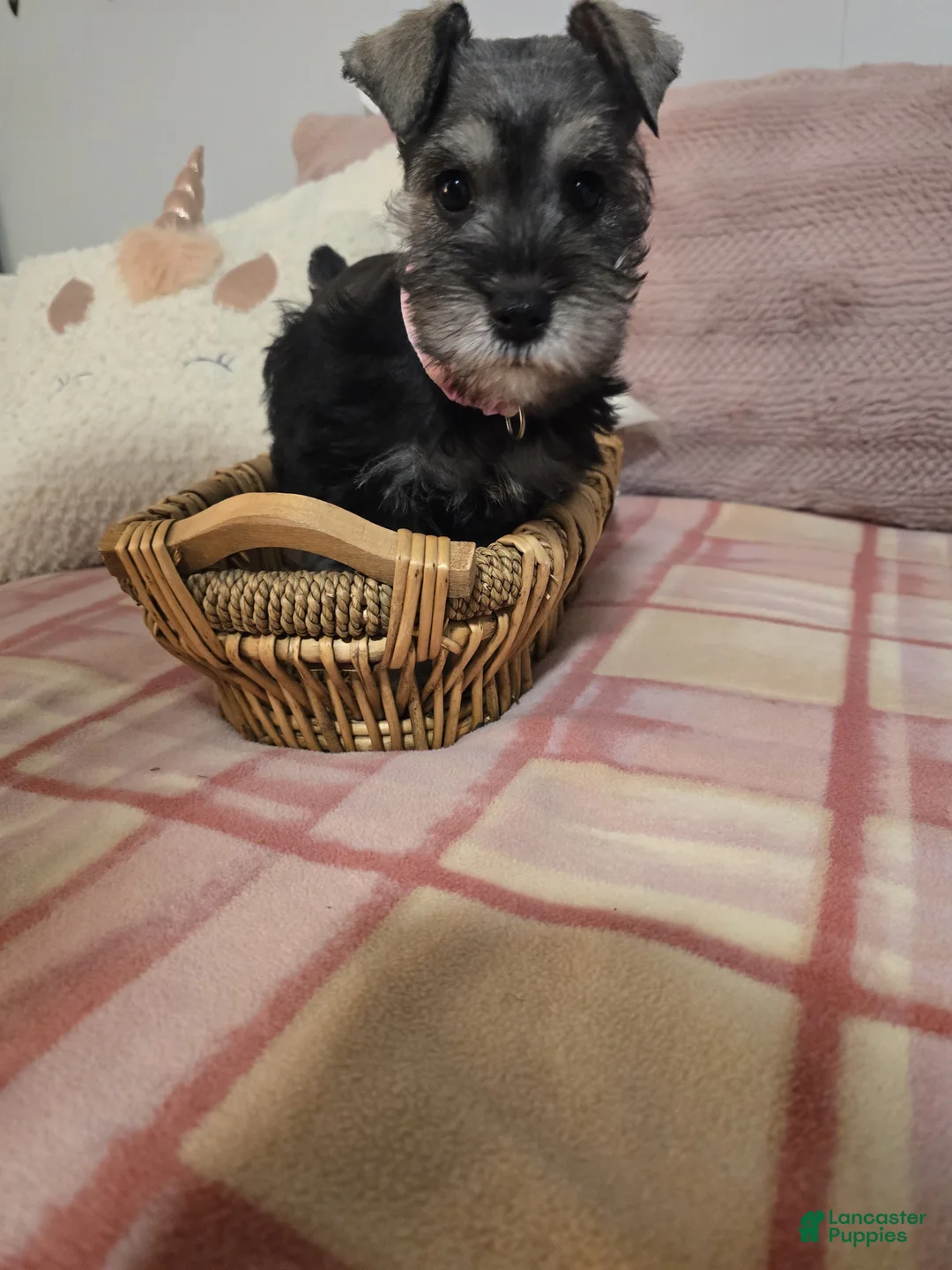 Mixed Breed dogs for sale: Mixed Breed Puppy 2 - Ad 6