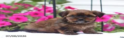 Shorkie dogs for sale: Marley - Ad 4
