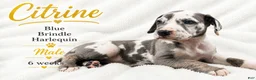 Great Dane dogs for sale: Citrine - Ad 4