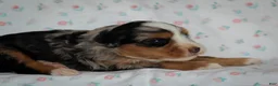 Mini Bernedoodle dogs for sale: Zinni - Ad 4