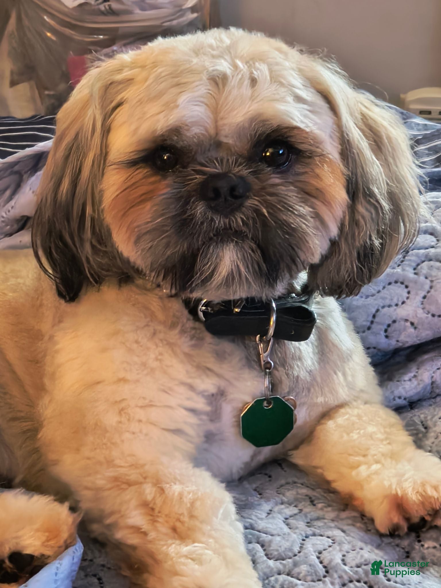 Shih Tzu dogs TEDDY PENDERGRASS  - Ad 2