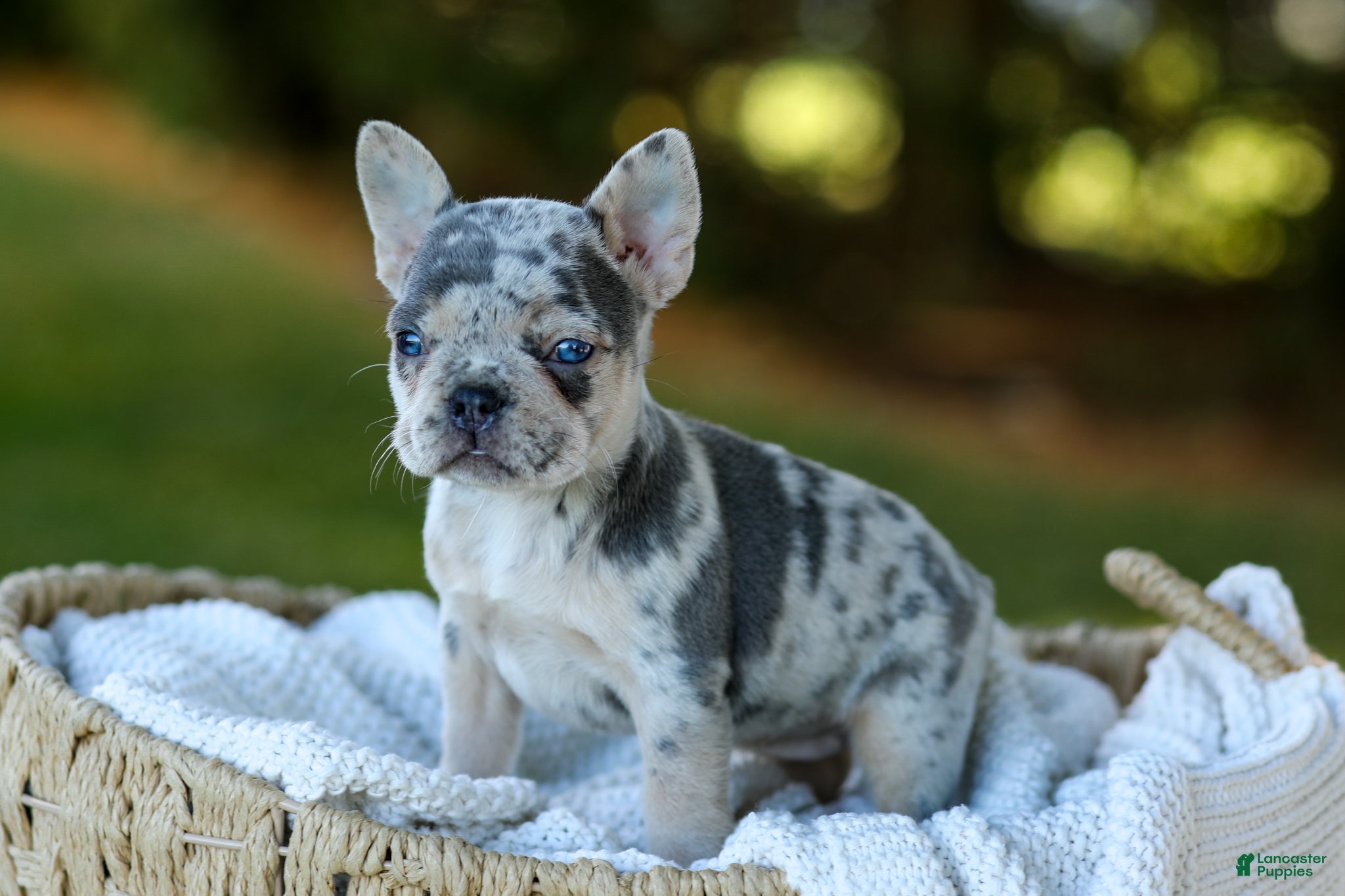 French Bulldog dogs for sale: Debbi - Blue Merle - Ad 2