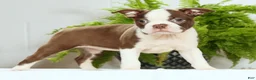 Boston Terrier dogs for sale: Misty - Ad 5