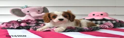 Cavalier King Charles Spaniel dogs for sale: Paige - Ad 3