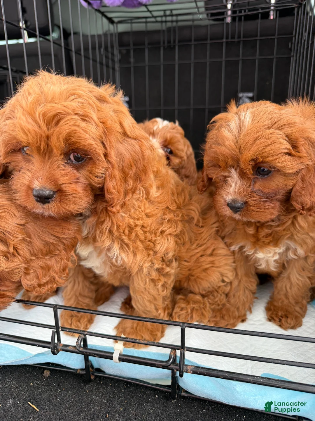 Cavapoo dogs for sale: Malibu - Ad 6