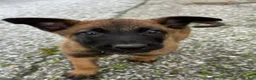 Belgian Malinois dogs for sale: Fernando - Ad 3