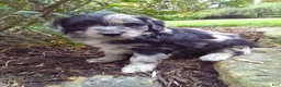 Mini Aussiedoodle dogs for sale: Dove - Ad 6