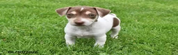 Jack Russell Terrier dogs for sale: Mocha - Ad 4