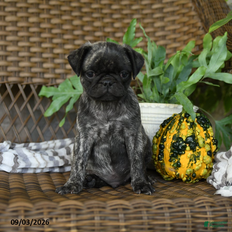 Pug dogs Mochi  - Ad 2