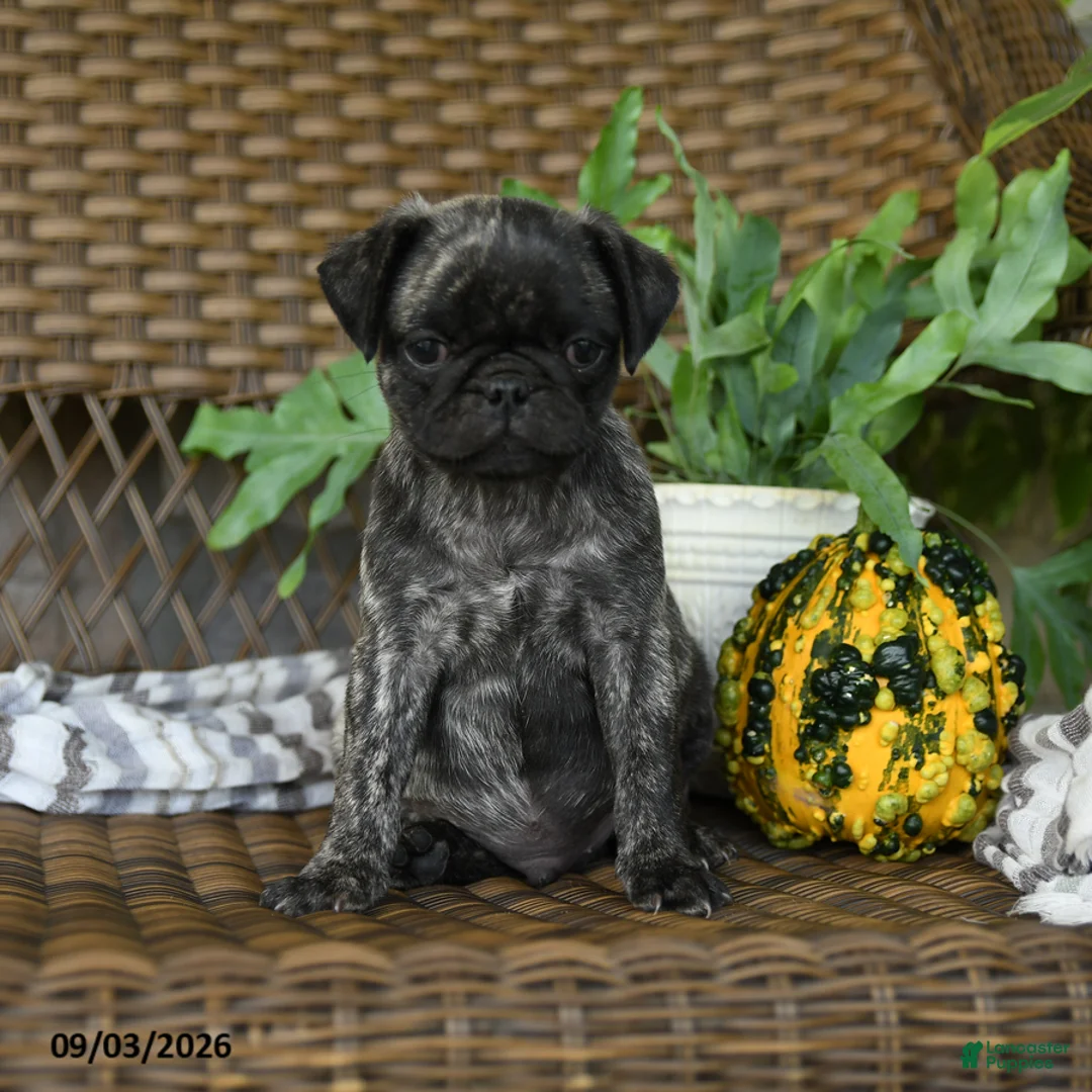 Pug dogs for sale: Mochi  - Ad 2