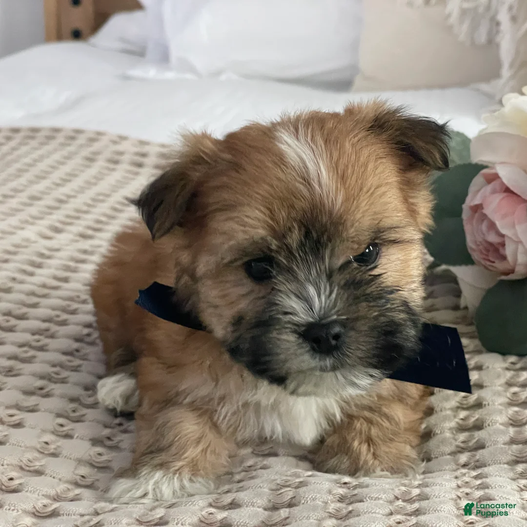 Morkie dogs for sale: Nemo - Ad 5