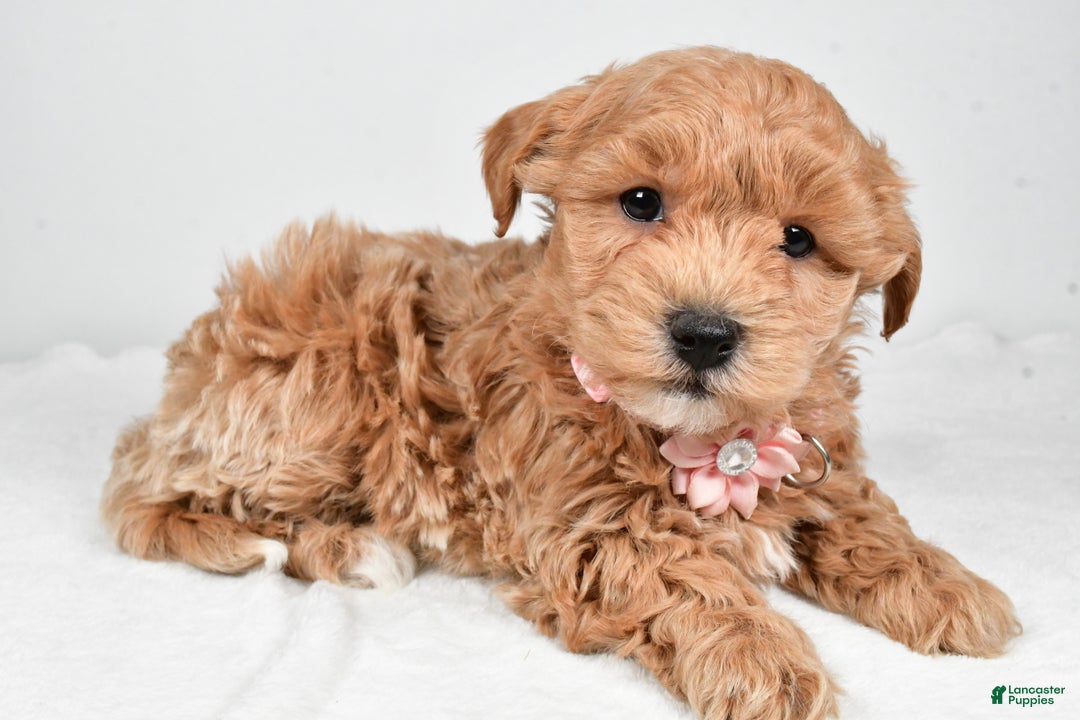 Maltipoo dogs for sale: Jana - Ad 1