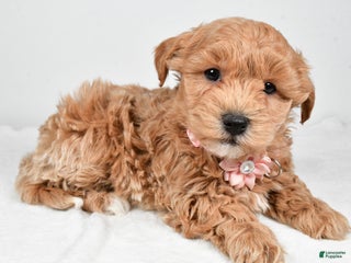 Maltipoo dogs Jana - Ad 26