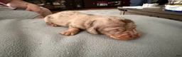 Miniature Dachshund dogs for sale: Champion bred import smooth dapple - Ad 5