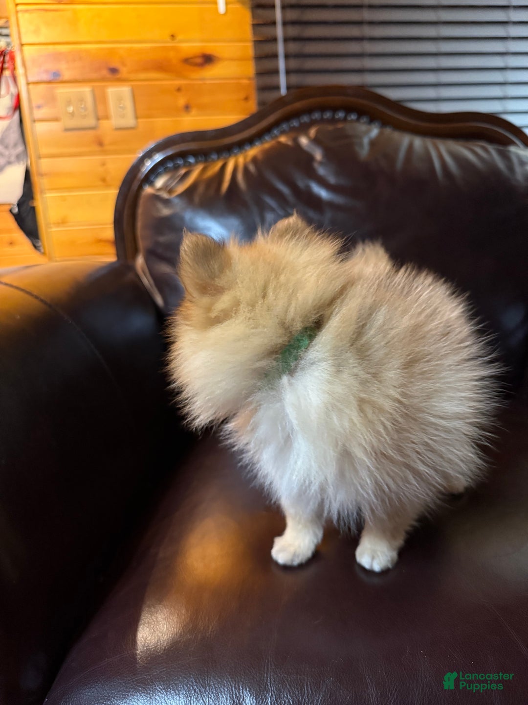 Pomeranian dogs for sale: Tiny Tim  - Ad 15