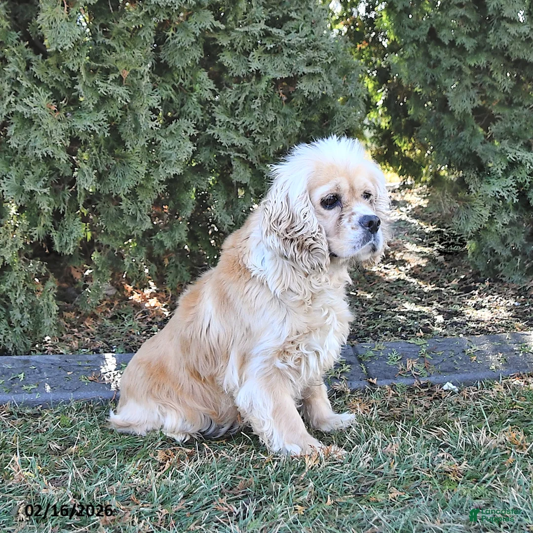 Mini Hippo dogs for sale: Lilly - Ad 4