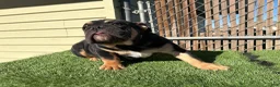English Bulldog dogs for sale: KINGSTON – Black Tan Tri LOVERBOY in LA, CA. USA Delivery Available! - Ad 4