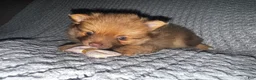 Pomeranian dogs for sale: Violet  - Ad 11