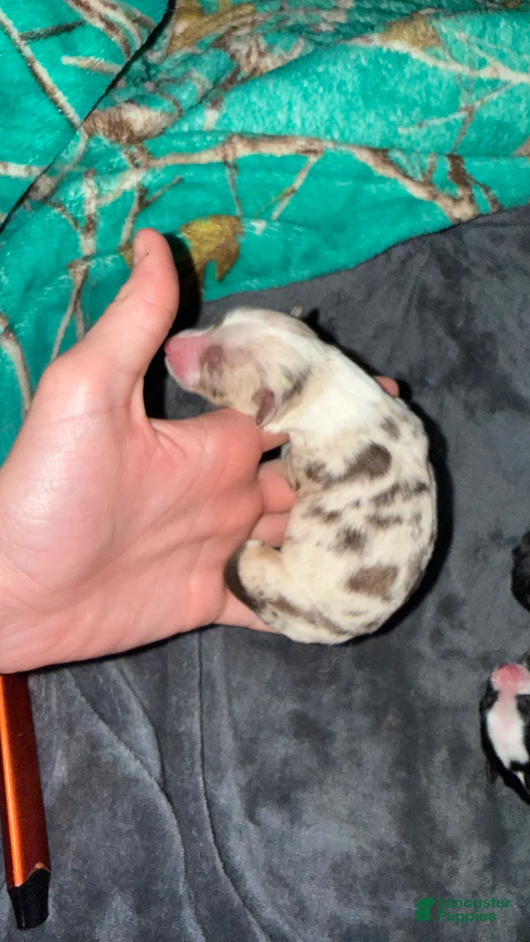 Toy Australian Shepherd dogs for sale: Toy Australian Shepherd Puppy 4 - Ad 1