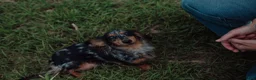 Miniature Dachshund dogs for sale: Forest - Ad 6
