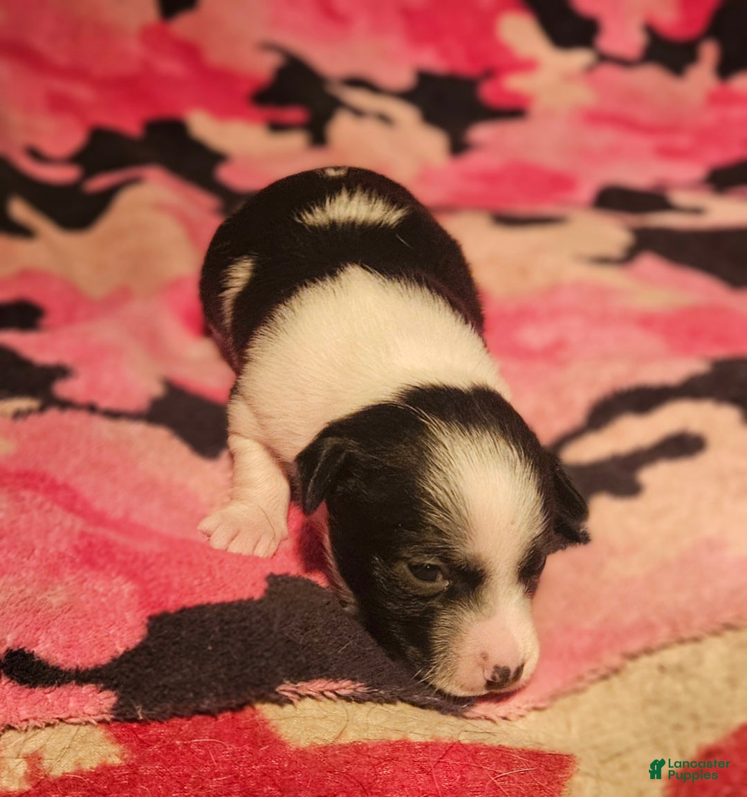 Chihuahua dogs for sale: Diane - Ad 11