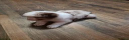 Australian Shepherd dogs for sale: Red merle male - Ad 4
