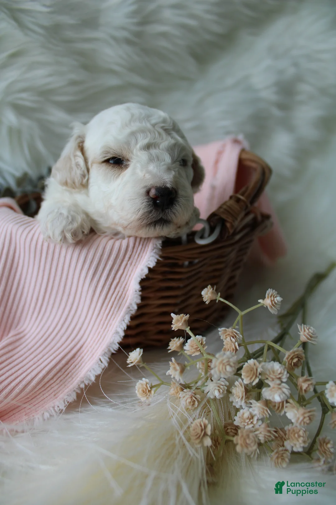 Bichpoo dogs for sale: Birdie - Ad 1