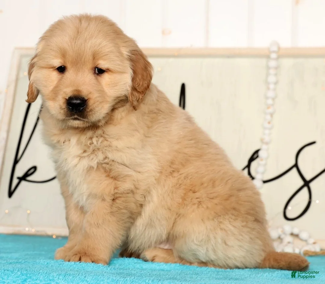 Golden Retriever dogs for sale: Ranger - Ad 4