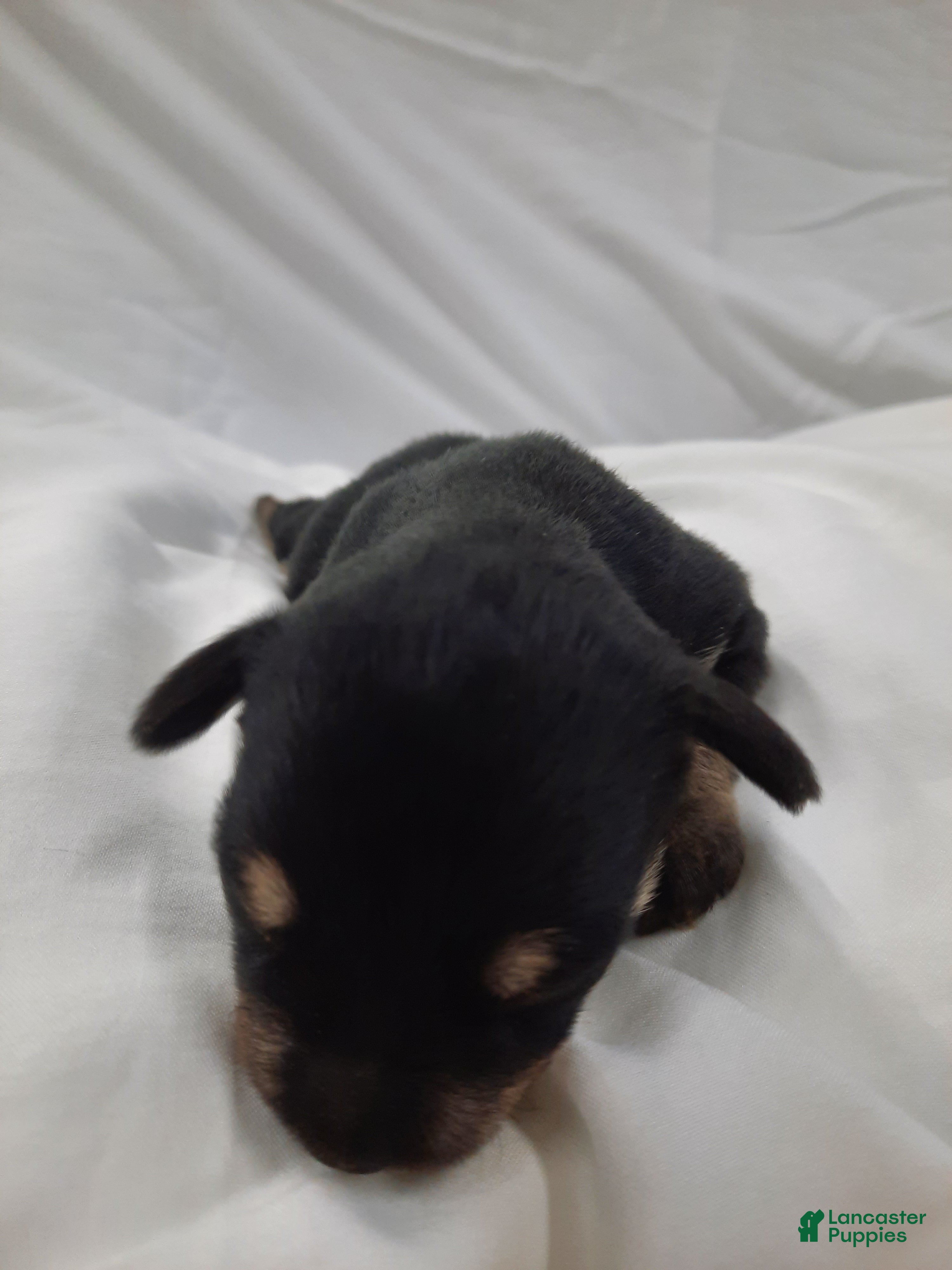 Miniature Schnauzer dogs AKC Cutie Pie - Ad 2