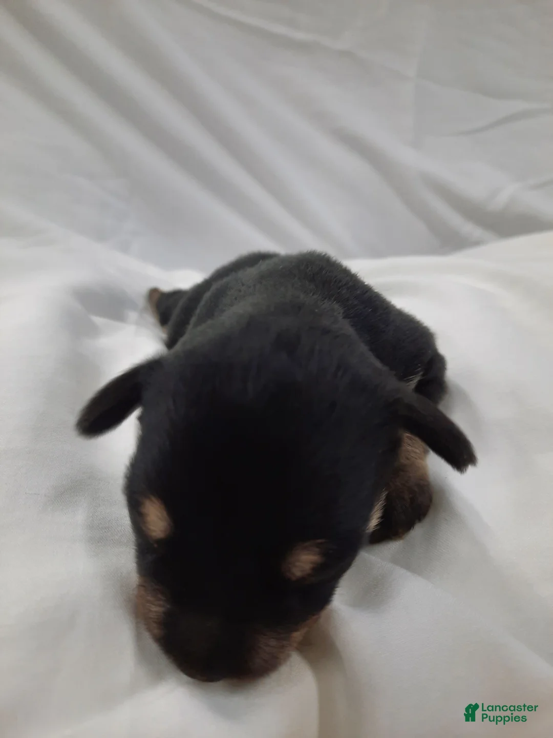 Miniature Schnauzer dogs for sale: AKC Cutie Pie - Ad 2