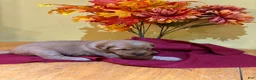 Golden Retriever dogs for sale: Miss Lavender - Ad 5