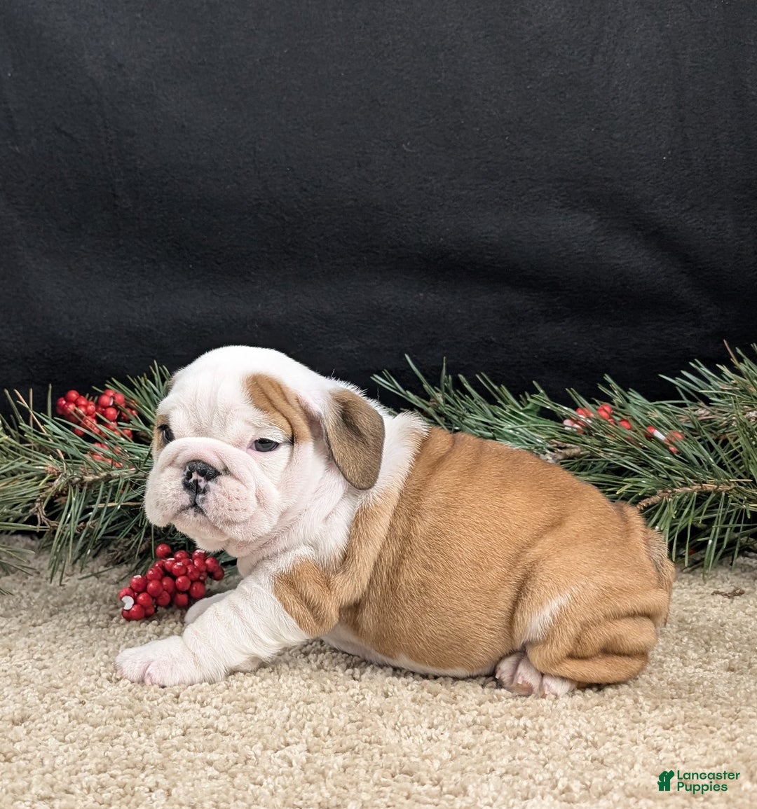 English Bulldog dogs for sale: Rudy - Ad 8
