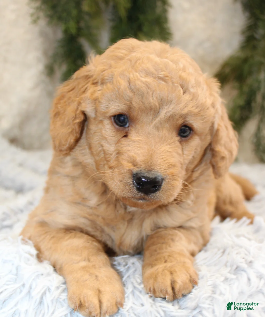 Mini Goldendoodle dogs for sale: Mini Goldendoodle Puppy 3 - Ad 2