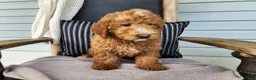 Mini Bernedoodle dogs for sale: Dallas - Ad 2