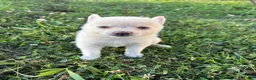 Pomsky dogs for sale: Daisy - Ad 2