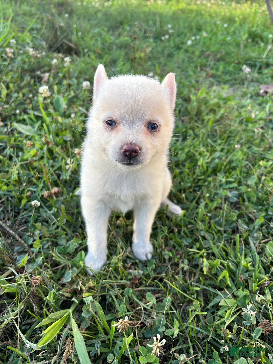 Pomsky dogs for sale: Daisy - Ad 2