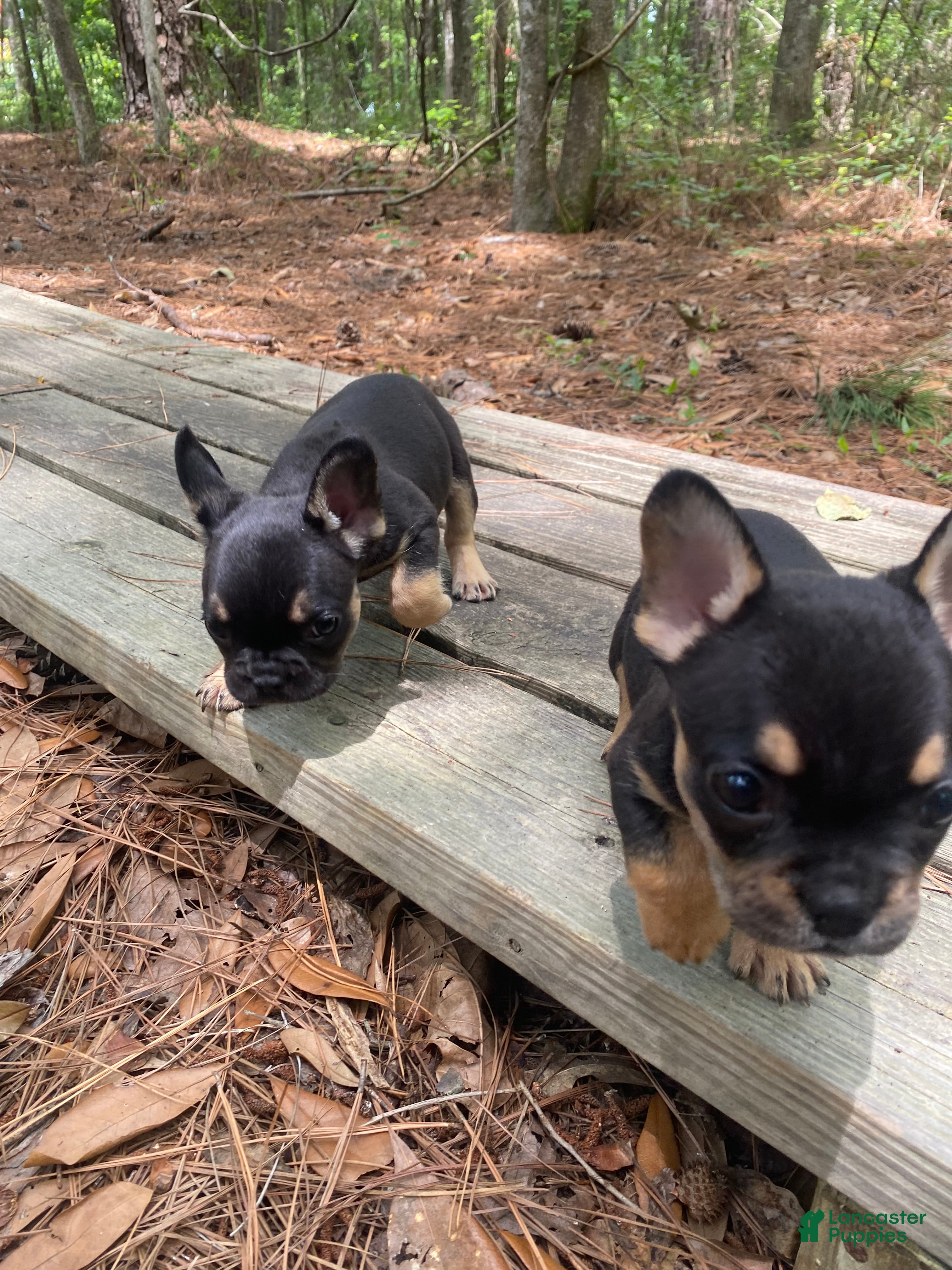 French Bulldog dogs Grogu  - Ad 2