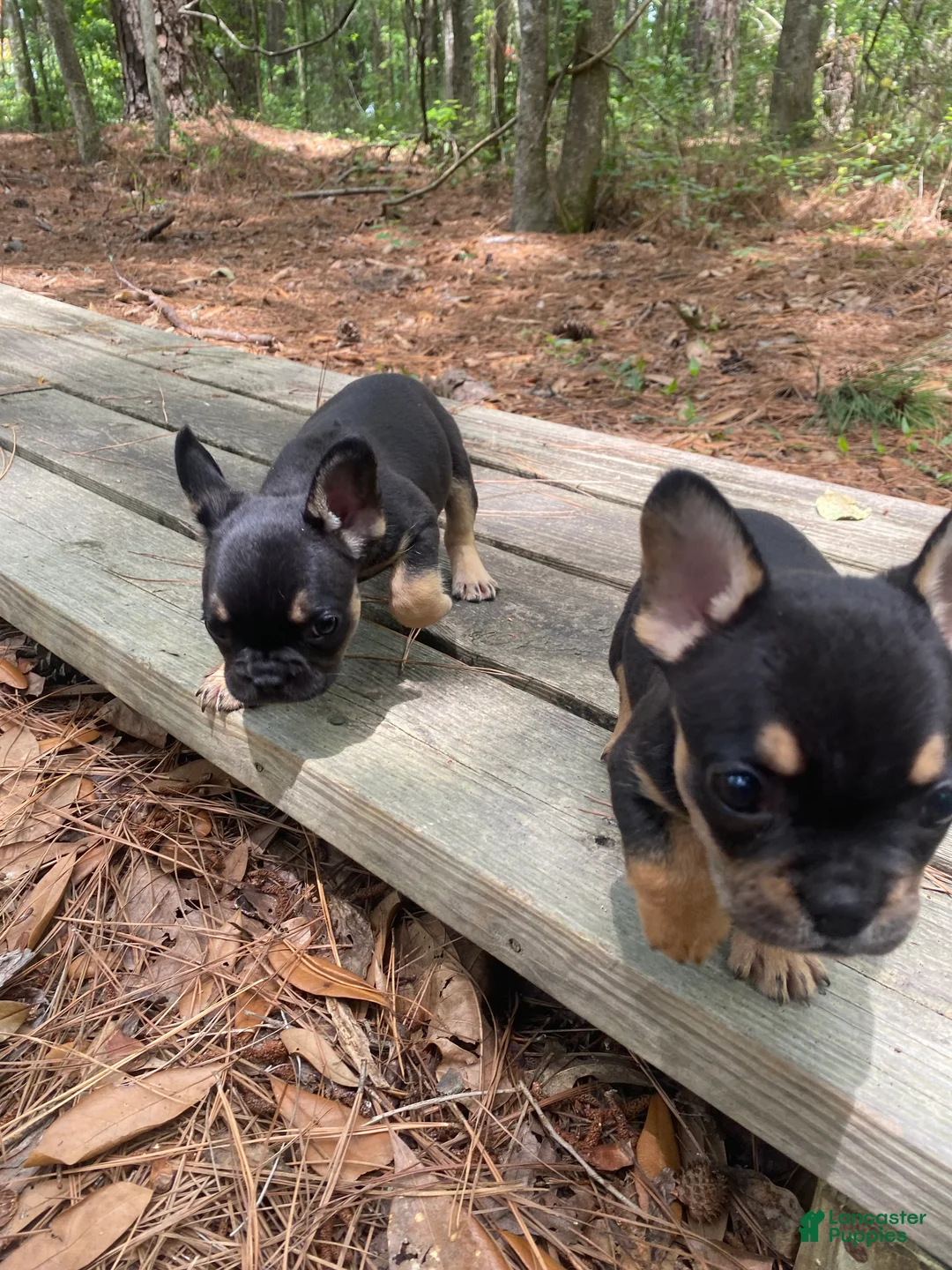 French Bulldog dogs for sale: Grogu  - Ad 2