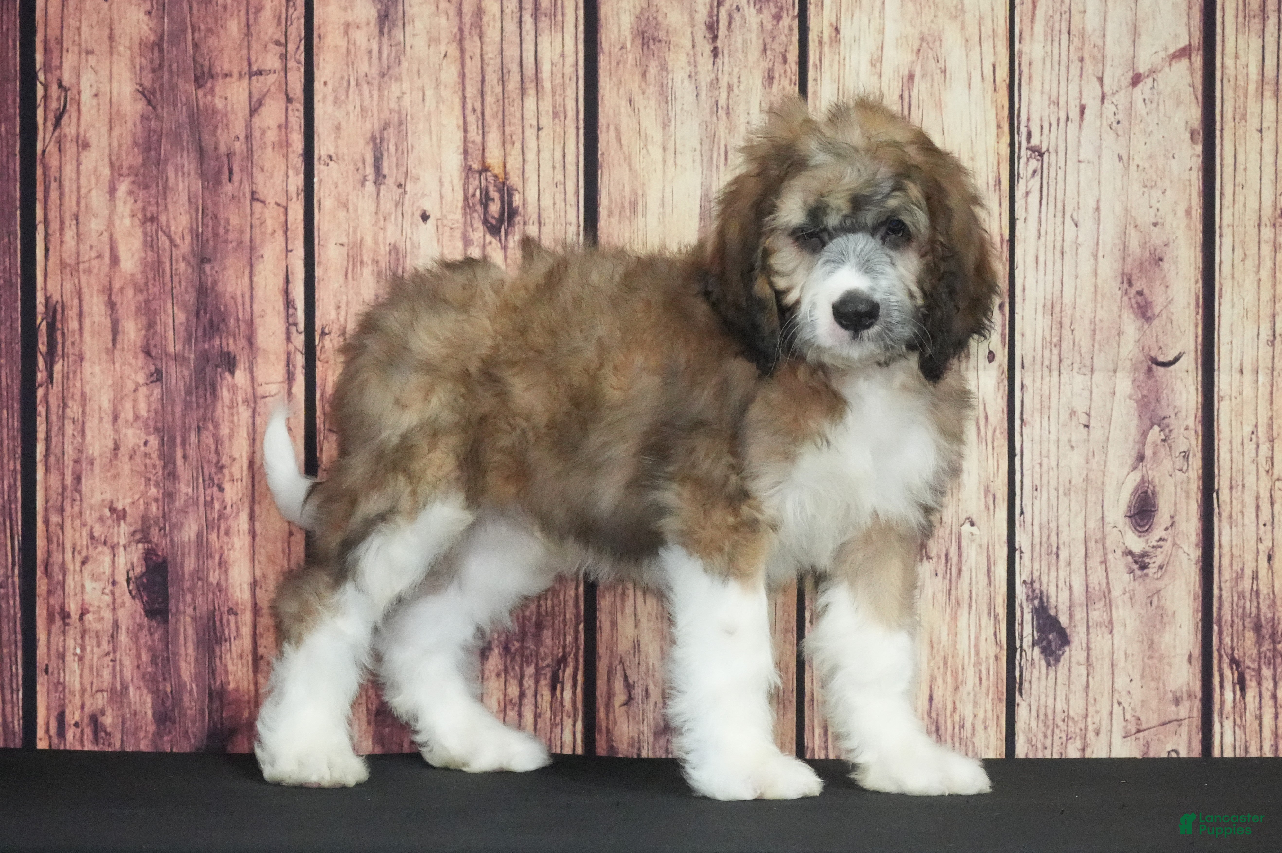 Saint Berdoodles dogs Saint Berdoodles Puppy 4 - Ad 10