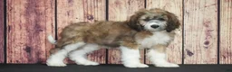 Saint Berdoodles dogs for sale: Saint Berdoodles Puppy 4 - Ad 1