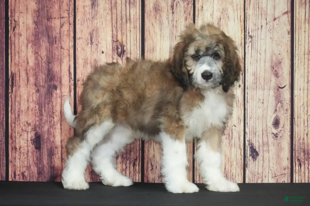 Saint Berdoodles dogs for sale: Saint Berdoodles Puppy 4 - Ad 1