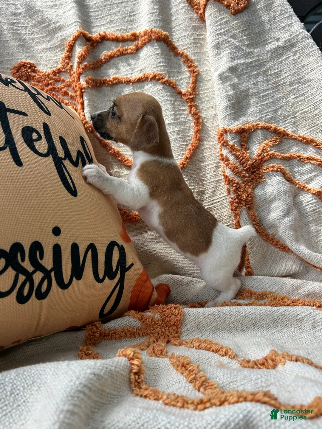 Jack Russell Terrier dogs for sale: Sparkle 💖  - Ad 2
