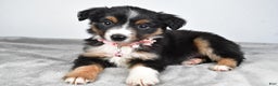Miniature Australian Shepherd dogs for sale: Olympia - Ad 5