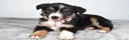 Miniature Australian Shepherd dogs for sale: Olympia - Ad 5