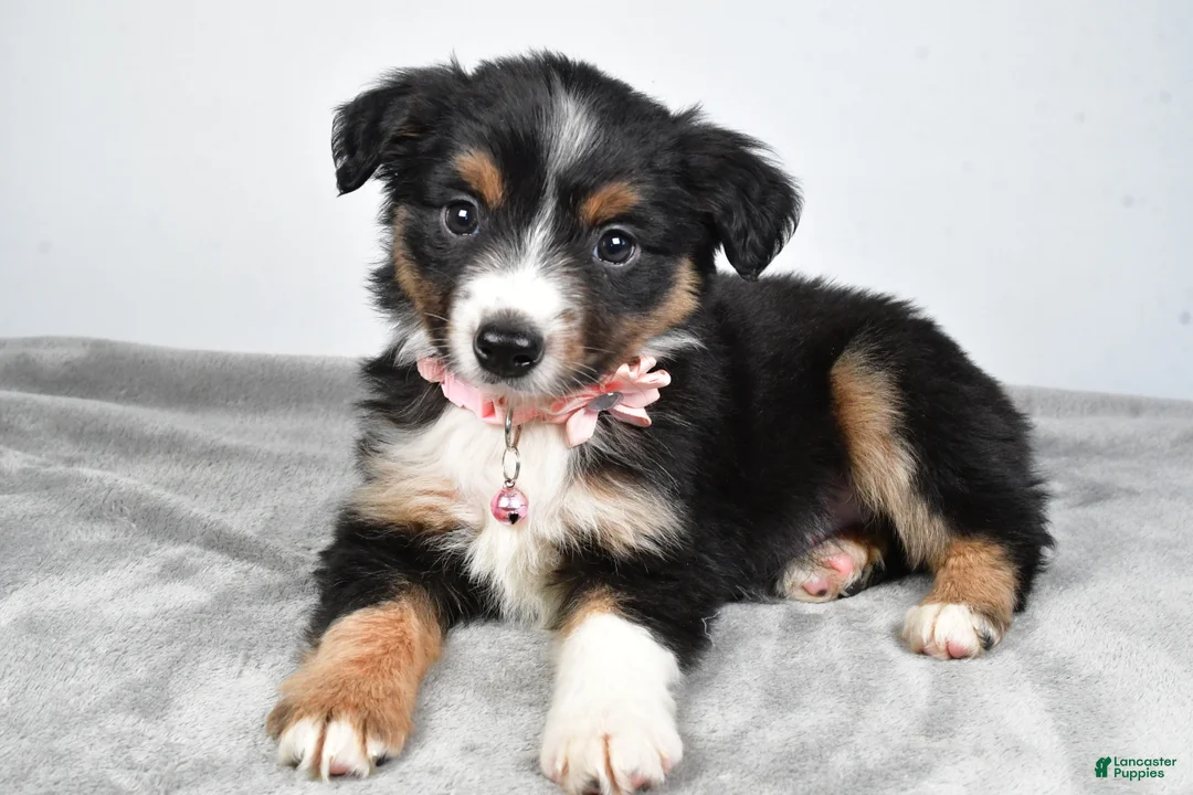 Miniature Australian Shepherd dogs for sale: Olympia - Ad 5