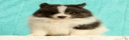 Pomeranian dogs for sale: Miles - Ad 4