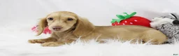 Dachshund dogs for sale: Karmella  CB Cr 4086 - Ad 9