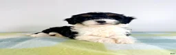 Bernedoodle dogs for sale: Trixie - Ad 1