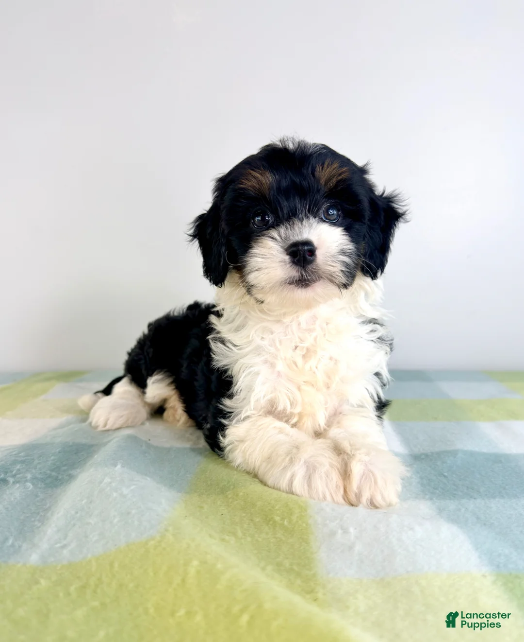 Bernedoodle dogs for sale: Trixie - Ad 1